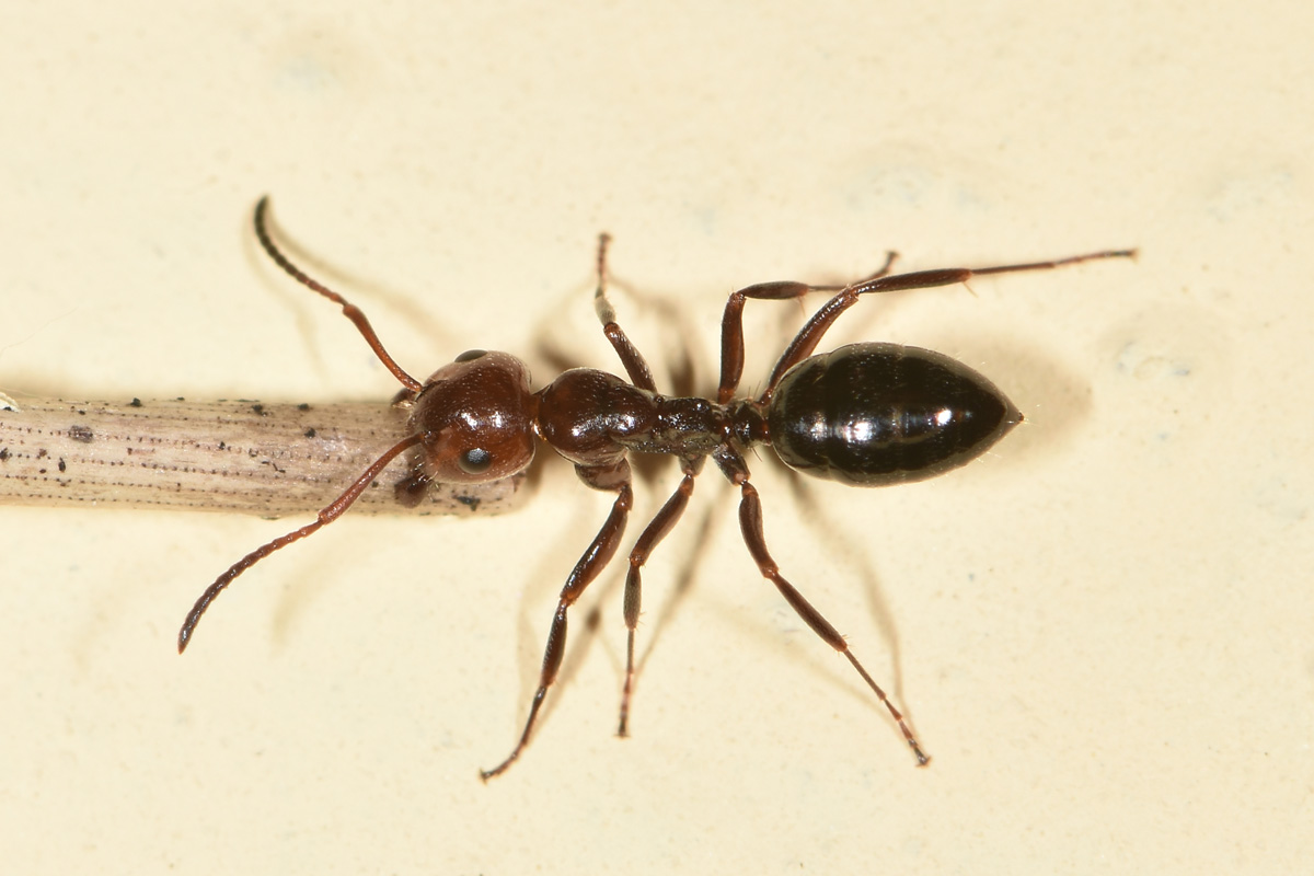 Formica da traino: Camponotus lateralis